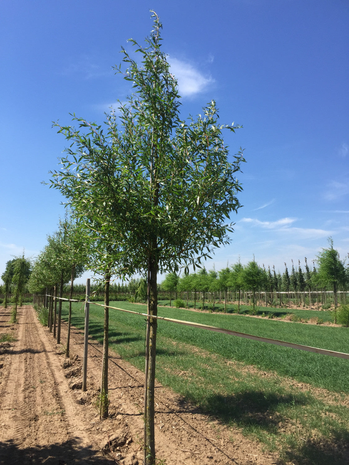 Salix fragilis , erhältlich von 50-80 bis 100-150 cm;;ab 1,66 Euro