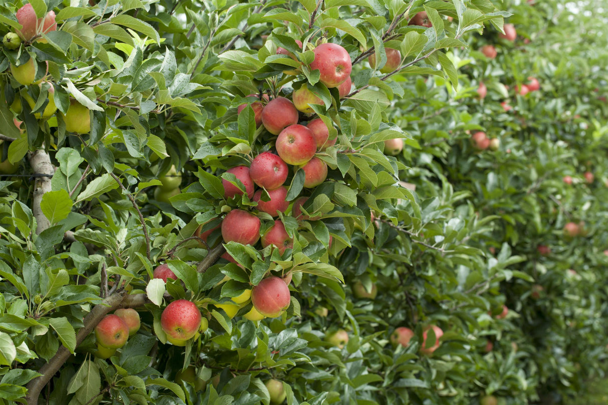 Herbstprinz mit Früchten, erhältlich als: Halbstamm, Hochstamm, Spalier, Busch; Einsatz: Zierbaumsaftig;;günstig mit Qualität