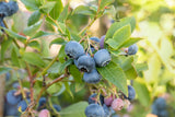 Vaccinium corymb. 'Bluecrop'; mit Früchten/Fruchtbehang; mittelgroße Früchte; Einsatzmöglichkeit z.B. : Beerensträucher; verfügbar in 2 Größen und Varianten;;ab 23,60 Euro