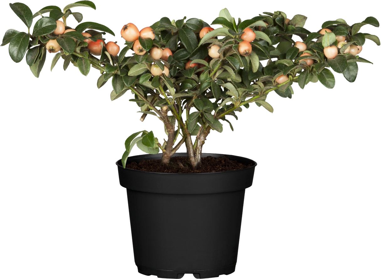 Cotoneaster x suecicus 'Coral Beauty' im Topf, erhältlich von 20-30 bis 30-40 cm; Einsatz: ;;ab 3,25 Euro