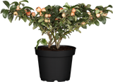 Cotoneaster x suecicus 'Coral Beauty'; hier im Topf; pflegeleicht; Einsatzmöglichkeit z.B. : Bienenweide; verfügbar in 2 Größen und Varianten;;ab 4,39 Euro