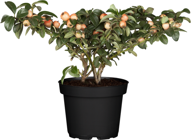 Cotoneaster x suecicus 'Coral Beauty' im Topf, erhältlich von 20-30 bis 30-40 cm; Einsatz: ;;ab 3,25 Euro