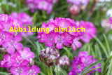 Genaues Foto für Armeria maritima 'Splendens' folgt; dieses ähnliche Bild dient der Illustration von Garten-Grasnelke