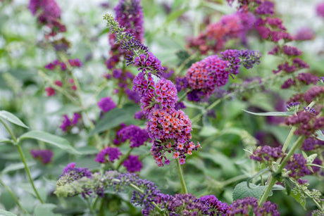 Buddleja davidii 'Bicolor' mit Blüte, erhältlich von 60-100 bis 125-150 cm; Einsatz: ;;ab 13,00 Euro