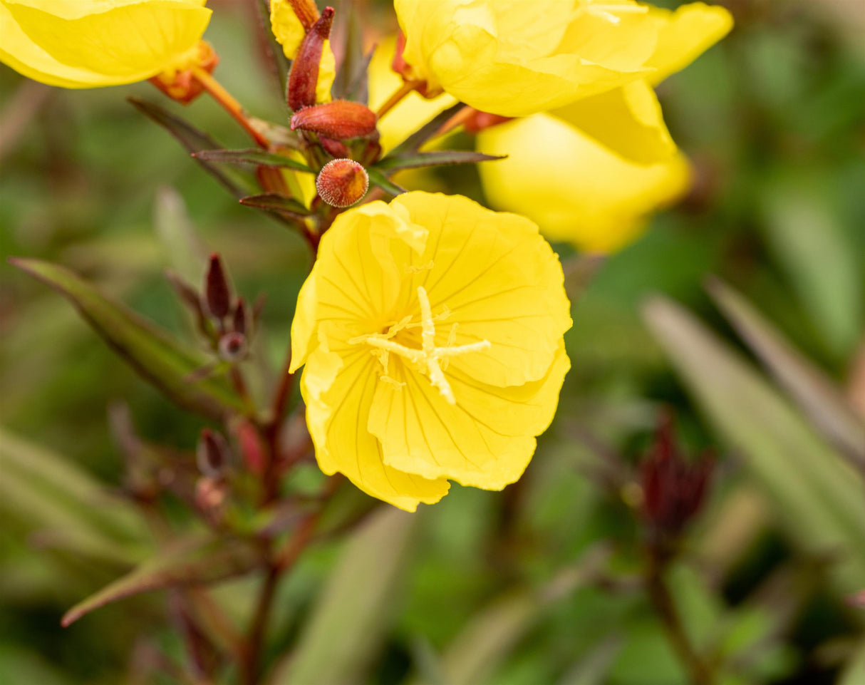 Oenothera pilosella 'Yella Fella' mit Blüte; Einsatz: ;;ab 3,80 Euro