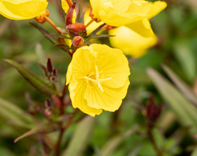 Oenothera pilosella 'Yella Fella' mit Blüte; Einsatz: ;;ab 3,80 Euro