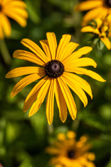Rudbeckia fulgida var. deamii; hier mit Blüte; lange Blütezeit; Einsatzmöglichkeit z.B. : Staudenbeet;;ab 0,00 Euro