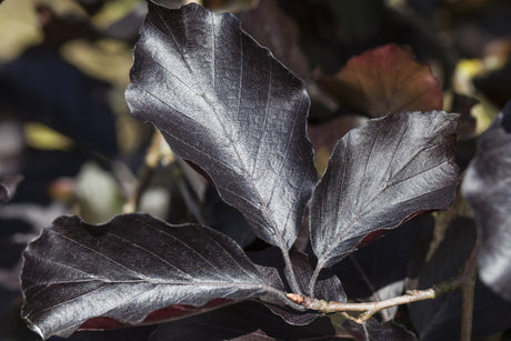 Fagus sylvatica 'Swat Magret' mit Belaubung, erhältlich von 270-330 bis 450-650 cm; Einsatz: ;;ab 437,00 Euro