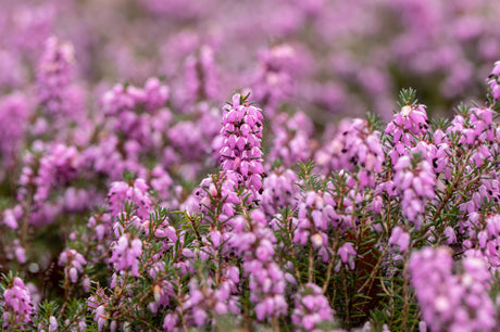 Erica carnea 'Vivellii' mit Blüte, erhältlich von 10-15 bis 10-15 cm; Einsatz: , ;;ab 2,08 Euro