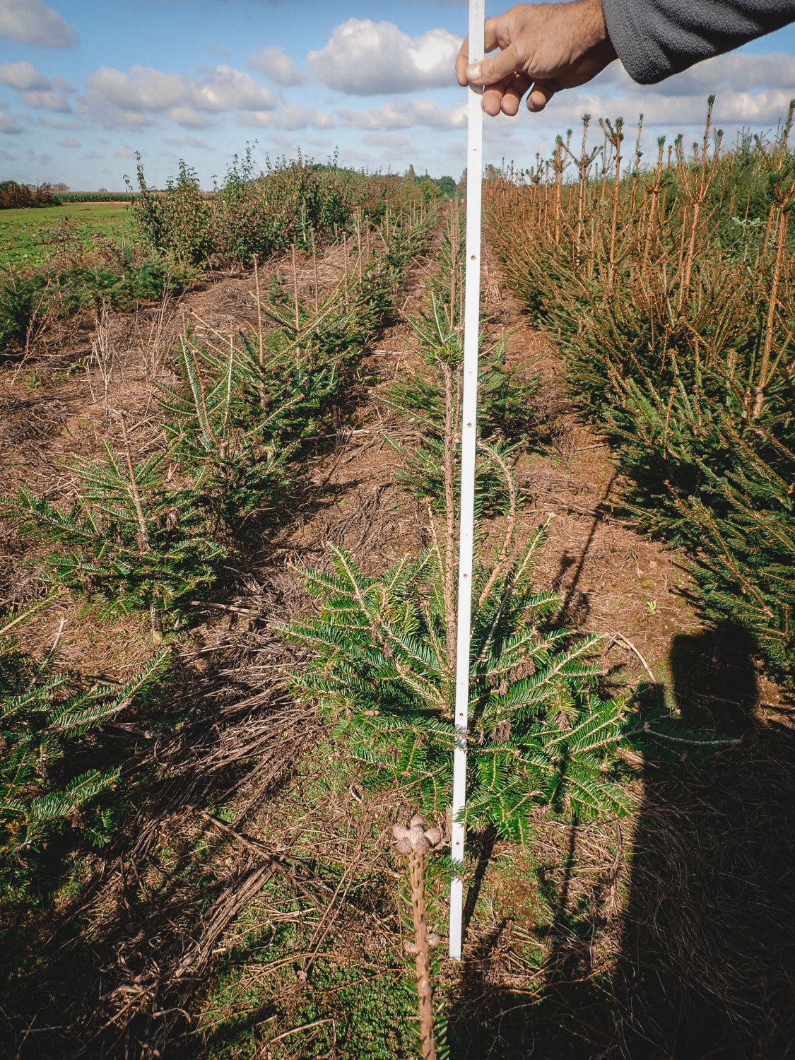 Abies alba HkG 82712 (Weißtanne)