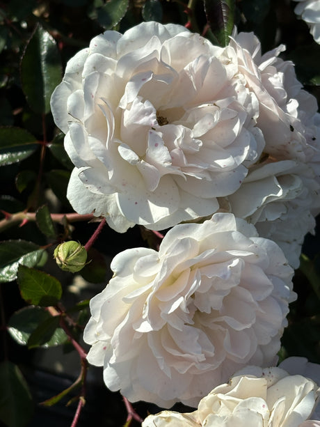 Rosa 'Sea Foam' BDR mit Blüte; Einsatz: ;;ab 6,50 Euro