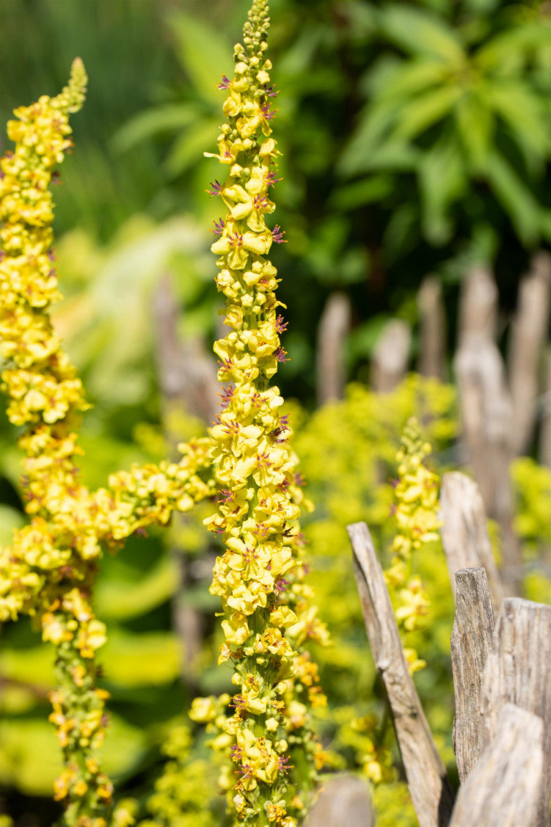 Verbascum densiflorum mit Blüte; Einsatz: , ;;ab 2,40 Euro