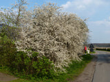 Prunus spinosa VkG 4 zusammen; Einsatz: Naturheckestandorttolerant;;ab 2,56 Euro