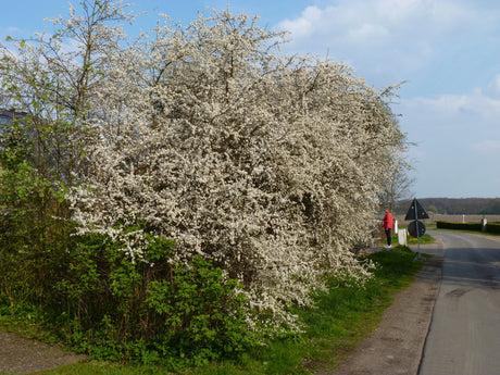 Prunus spinosa VkG 5; in Gruppe; standorttolerant; Einsatzmöglichkeit z.B. : Naturhecke;;Pflanzen vom Profi