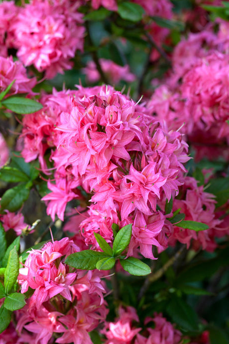 Rhododendron lut. 'Homebush' mit Blüte, erhältlich von 30-40 bis 70-80 cm; Einsatz: ;;ab 32,10 Euro