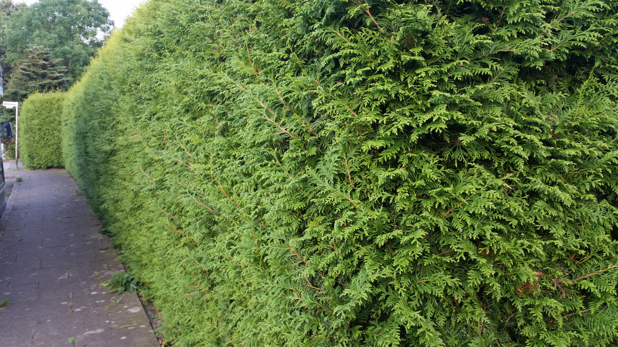 Thuja occidentalis 'Brabant' als Hecke;;Pflanzen vom Profi