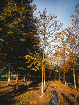 Acer platanoides HkG 80004; hier mit Herbstlaub; schnellwüchsig; Einsatzmöglichkeit z.B. : Windschutzgehölz;;ab 1,62 Euro