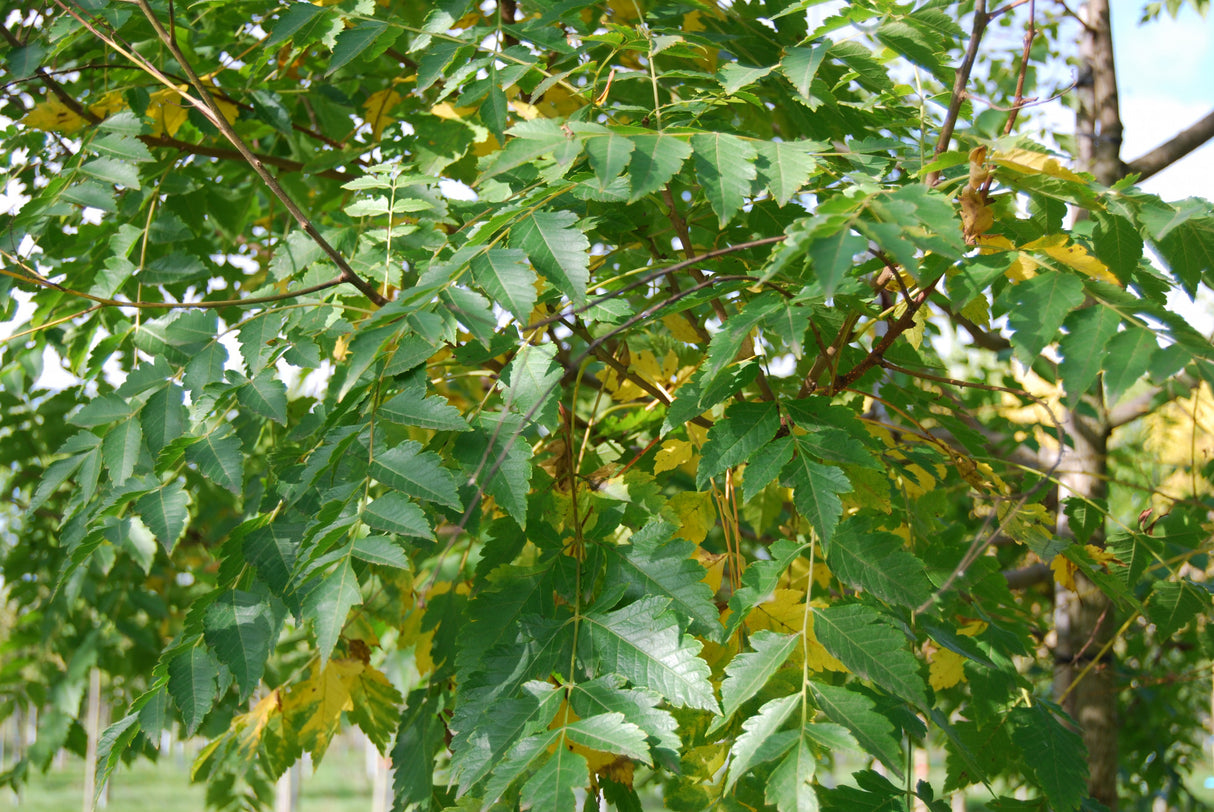Koelreuteria paniculata mit Belaubung, erhältlich von 40-60 bis 450-650 cm; Einsatz: ;;ab 35,60 Euro