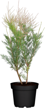 Tamarix ramosissima; hier im Topf; salztolerant; Einsatzmöglichkeit z.B. : Uferbepflanzung; verfügbar in 3 Größen und Varianten;;ab 18,50 Euro