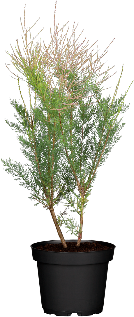 Tamarix ramosissima im Topf, erhältlich von 40-60 bis 60-100 cm; Einsatz: ;;ab 13,70 Euro