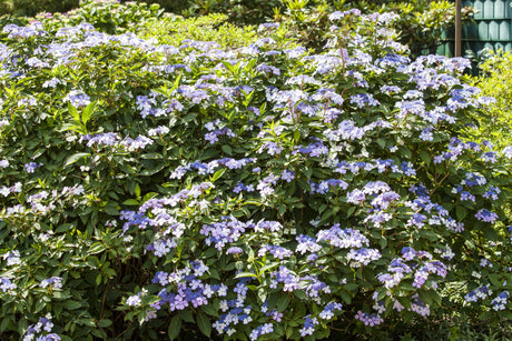 Hydrangea macrophylla 'Bodensee' , erhältlich von 40-60 bis 60-80 cm;;ab 58,00 Euro