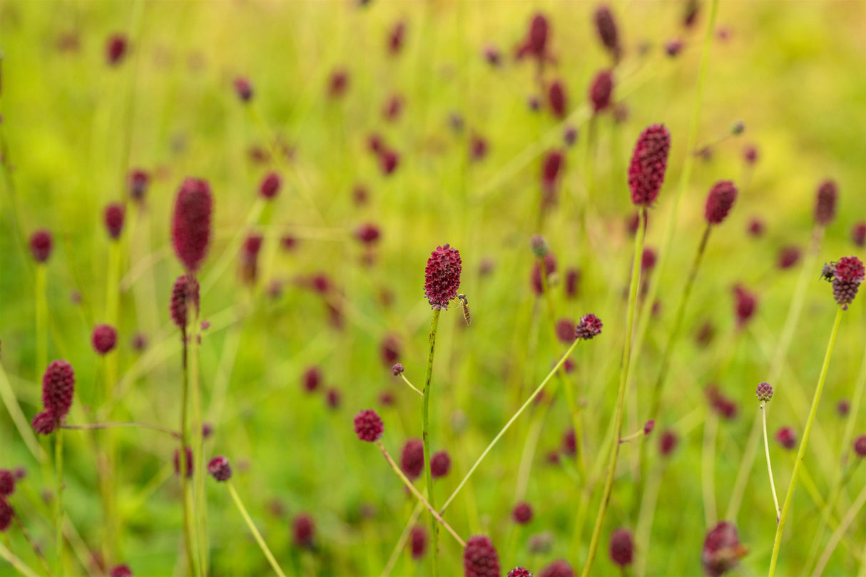 Sanguisorba officinalis 'Tanna' mit Blüte; Einsatz: ;;ab 5,10 Euro