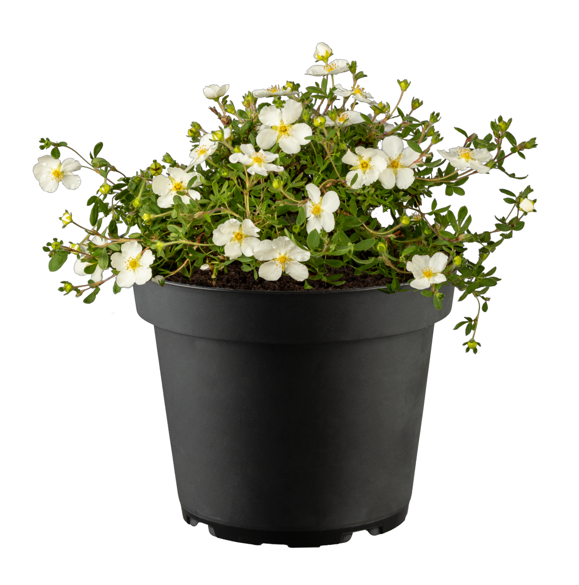 Potentilla 'Abbotswood' im Topf; Einsatz: ;;ab 4,10 Euro