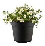 Potentilla 'Abbotswood' im Topf; Einsatz: ;;ab 4,10 Euro
