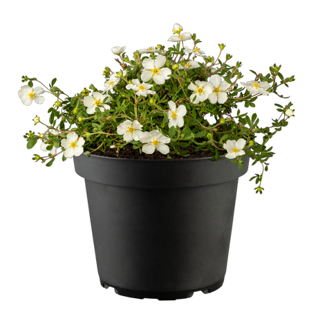 Potentilla 'Abbotswood'; hier im Topf; reichblühend; Einsatzmöglichkeit z.B. : Heckenpflanze;;ab 5,60 Euro