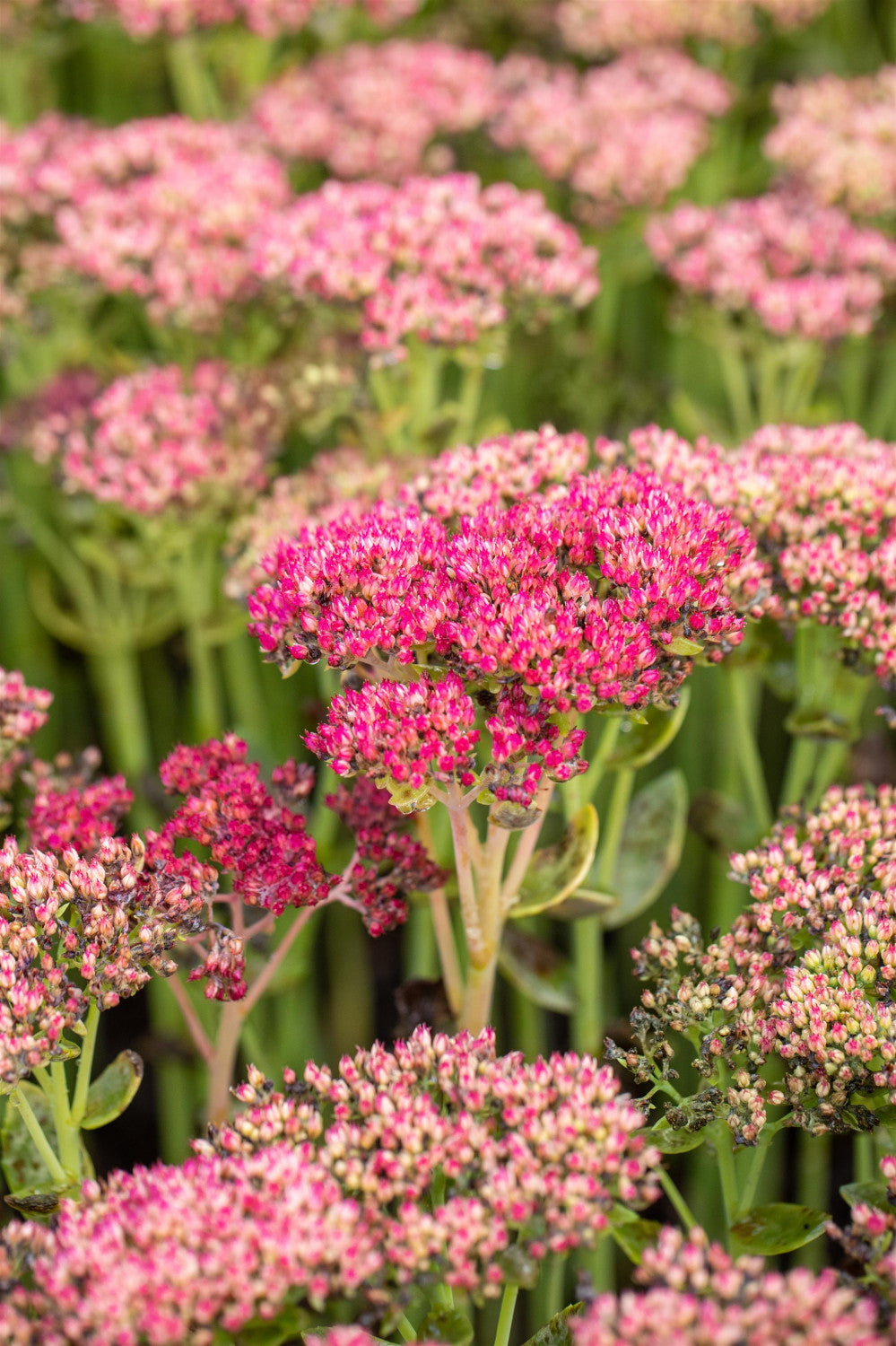 Fetthenne 'Herbstfreude' mit Blüte; Einsatz: Kübelwinterhart;;günstig mit Qualität