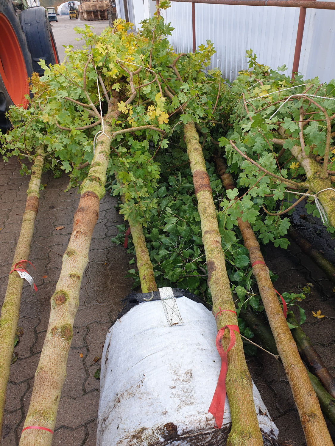 Elsrijk Feldahorn; vorbereitet für Versand; attraktive Herbstfärbung; Einsatzmöglichkeit z.B. : Vogelnährgehölz; erhältlich mit Stammumfang von 12-14 bis 20-25 cm;;günstig mit Qualität