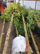 Elsrijk Feldahorn; vorbereitet für Versand; attraktive Herbstfärbung; Einsatzmöglichkeit z.B. : Vogelnährgehölz; erhältlich mit Stammumfang von 12-14 bis 20-25 cm;;günstig mit Qualität