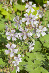 Geranium renardii; hier mit Blüte; schneckensicher (schneckenresistent); Einsatzmöglichkeit z.B. : Steingärten;;ab 0,00 Euro