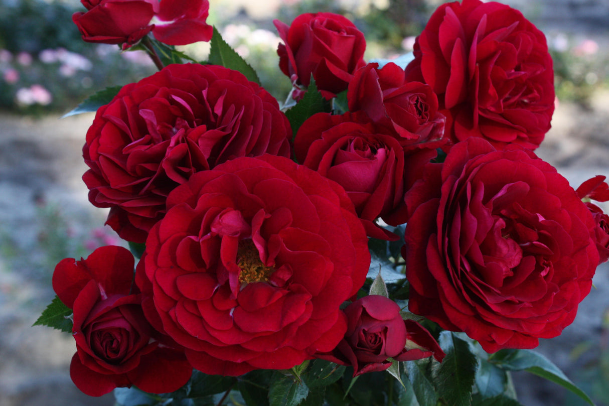 Rosa 'Bordeaux' BT mit Blüte; Einsatz: ;;ab 9,50 Euro