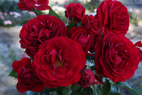 Rosa 'Bordeaux' BT mit Blüte; Einsatz: ;;ab 9,50 Euro