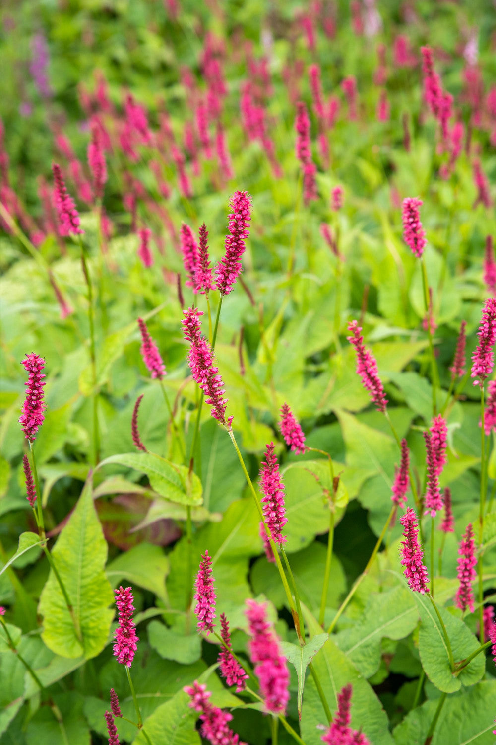 Bistorta amplexicaulis 'Atropurpurea' mit Blüte; Einsatz: ;;ab 8,95 Euro