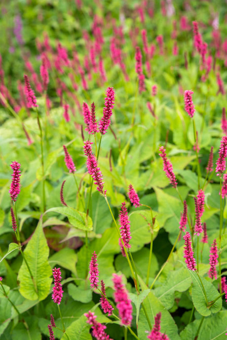 Bistorta amplexicaulis 'Atropurpurea' mit Blüte; Einsatz: ;;ab 8,95 Euro