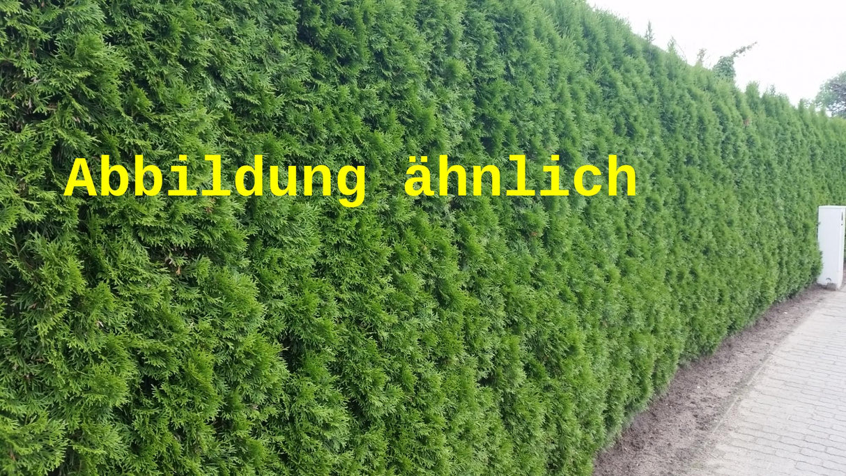 Thuja plicata (Riesen-Lebensbaum)