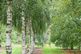 Betula pendula HkG 80403 , erhältlich von 30-50 bis 80-120 cm;;ab 0,90 Euro