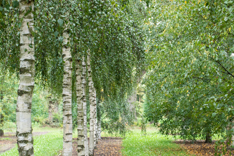 Betula pendula HkG 80403 , erhältlich von 30-50 bis 80-120 cm;;ab 0,90 Euro