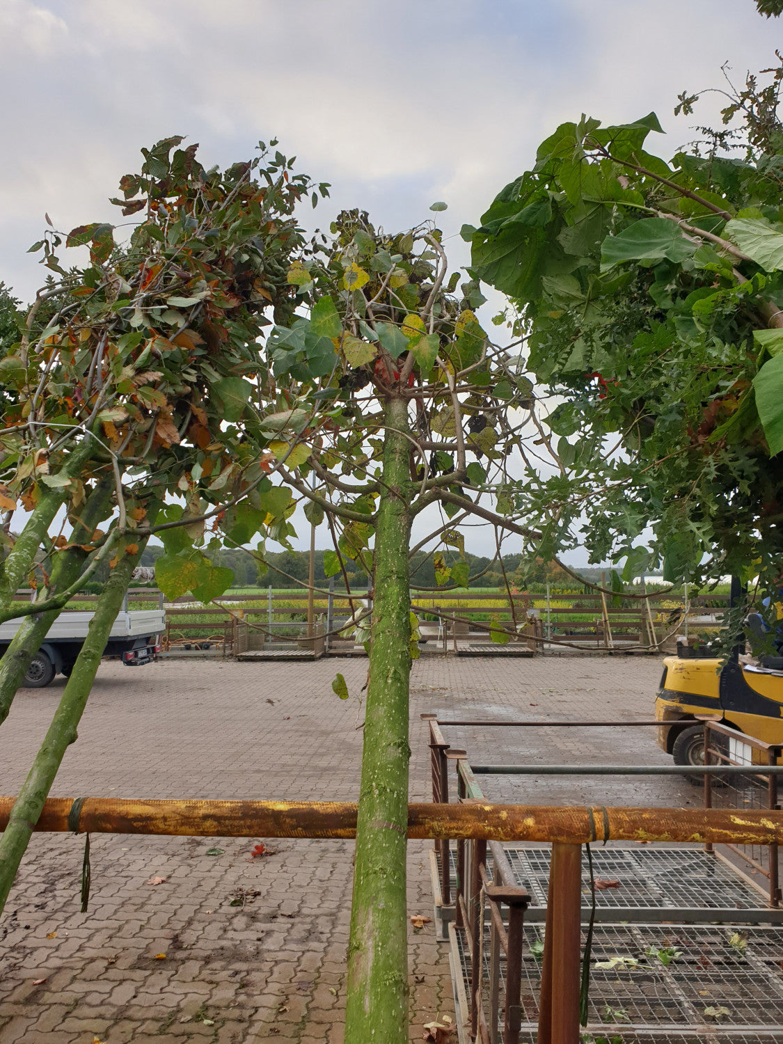 Zitterpappel; vorbereitet für Versand; anspruchslos; Einsatzmöglichkeit z.B. : anspruchslose Pflanze; erhältlich von 50-80 bis 450-650 cm;;hier kaufen