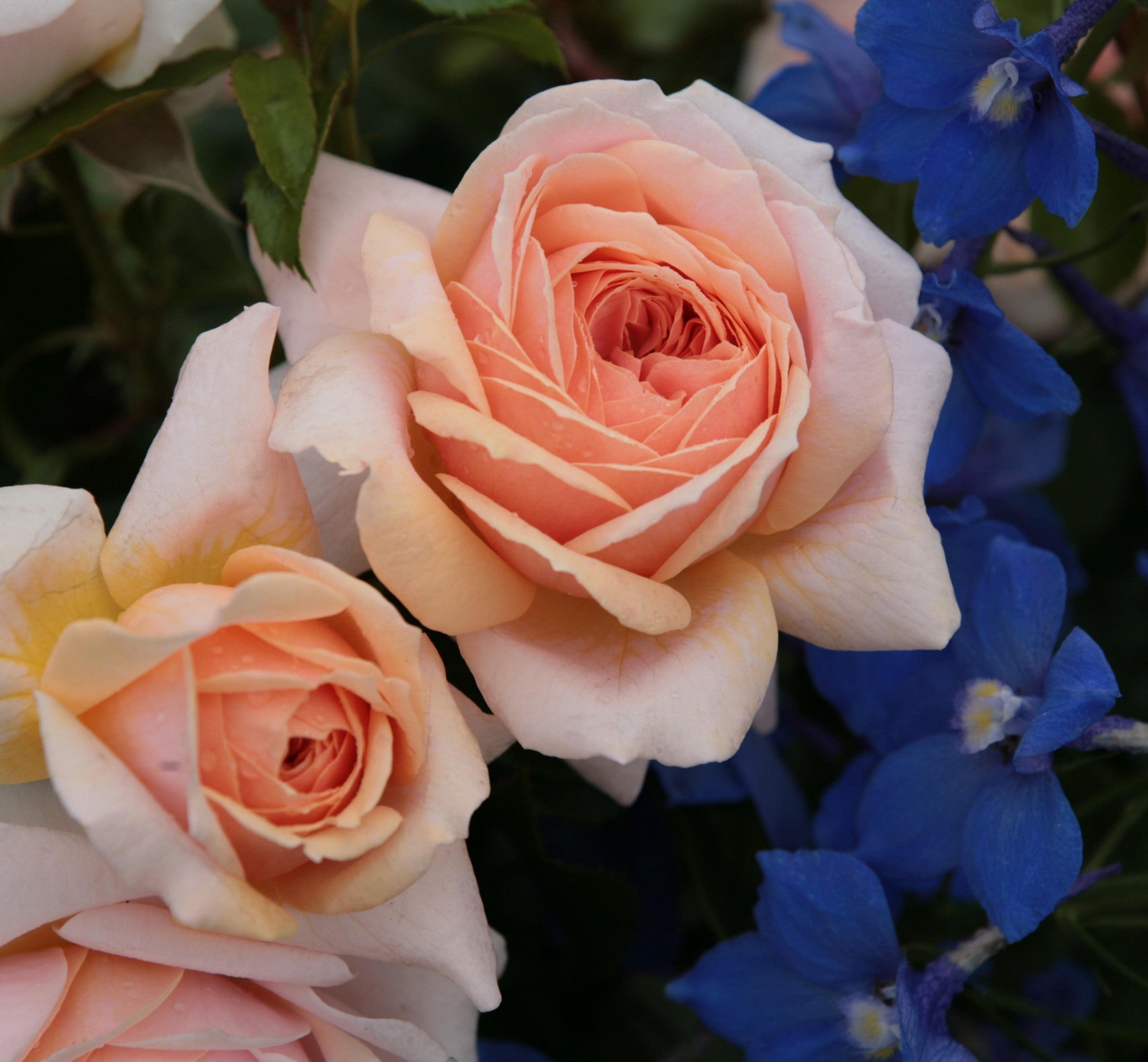Rosa 'Garden of Roses' BT (Beetrose 'Garden of Roses' -R- ADR-Rose)