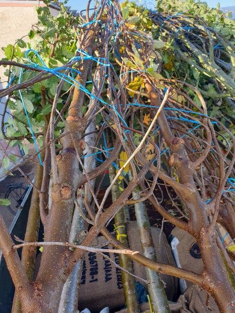 Prunus padus 'Schloss Tiefurt'; vorbereitet für Versand; vogelfreundlich; Einsatzmöglichkeit z.B. : Wildobst;;mit zeitnaher Lieferung