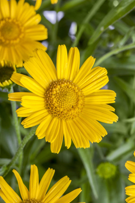 Buphthalmum salicifolium mit Blüte; Einsatz: ;;ab 3,20 Euro