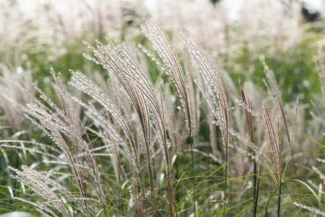 Miscanthus sinensis 'Yakushima Dwarf' mit Blüte; Einsatz: ;;ab 6,70 Euro