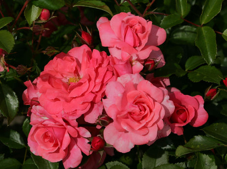 Rosa 'Bad Birnbach' BT mit Blüte; Einsatz: ;;ab 8,10 Euro