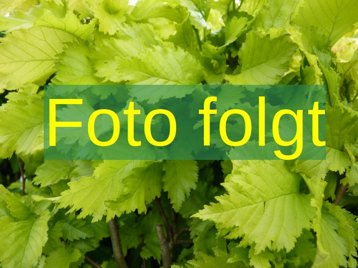 Bild wird ergänzt für Ulmus carpinifolia (VkG 3) (Feldulme (VkG 3))