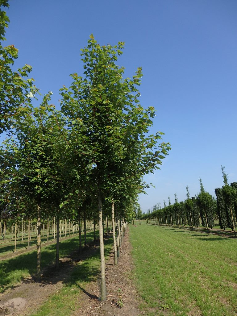 Acer rubrum , erhältlich von 125-150 bis 450-650 cm;;ab 28,80 Euro