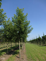 Acer rubrum , erhältlich von 125-150 bis 450-650 cm;;ab 28,80 Euro