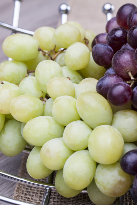 Vitis 'Perle von Czaba' mit Früchten, erhältlich von 80-100 bis 80-100 cm; Einsatz: , ;;ab 16,20 Euro